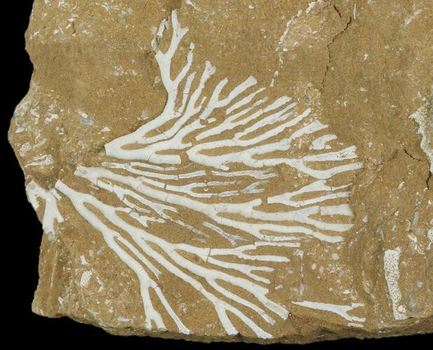 Ordovician Bryozoan (Pseudohornera) Plate - Estonia #89740